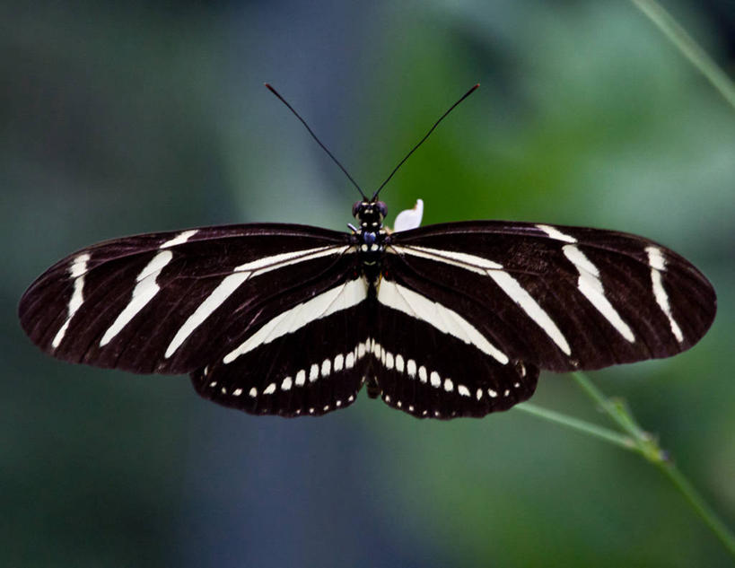 无人,横图,室外,特写,白天,野生动物,美国,昆虫,摄影,彩图