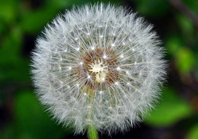 无人,横图,室外,特写,白天,蒲公英,挪威,阿曼,茎,花,摄影,脆弱,清新,波斯湾,彩图