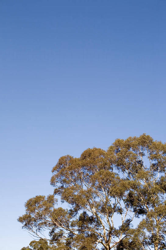 无人,竖图,室外,特写,白天,澳大利亚,树,自然,摄影,生长,万里无云,桉树,彩图