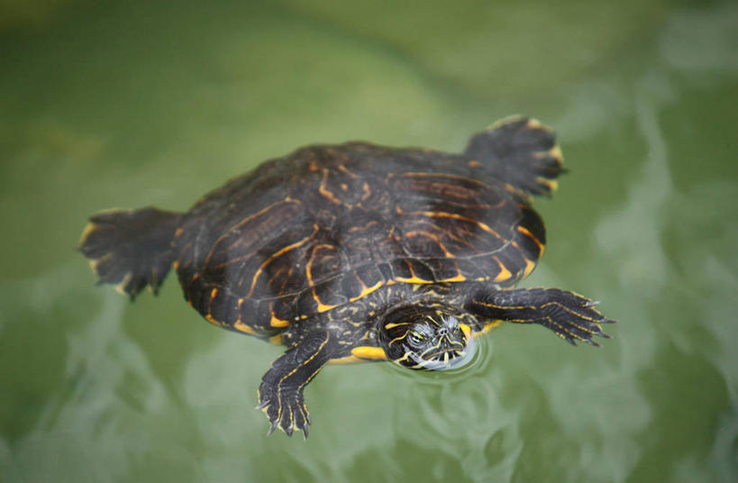 游泳,无人,横图,室外,特写,白天,野生动物,葡萄牙,绿色,摄影,鳖,彩图,塔维拉