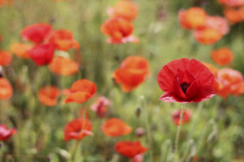 无人,横图,室外,白天,西班牙,花坛,田地,茎,花,红色,摄影,脆弱,清新,卡斯特利翁省,彩图