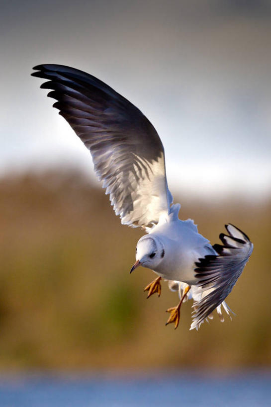 无人,竖图,室外,白天,野生动物,羽毛,英国,鸟类,冬天,半空,飞,动物,摄影,水禽,波克夏,彩图