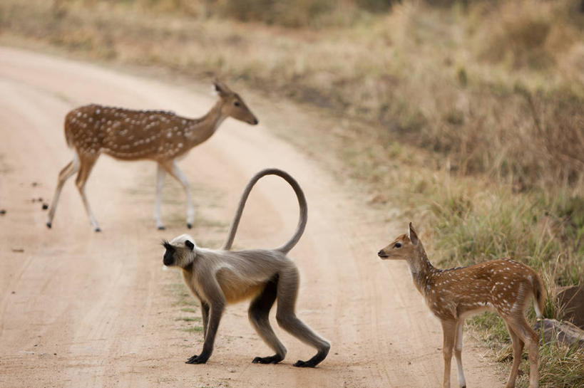 无人,横图,室外,白天,城市,路,鹿,野生动物,猴子,印度,亚洲,三只,草,摄影,国家公园,南亚,印度共和国,中央邦,克久拉霍,彩图,卡久拉霍神庙
