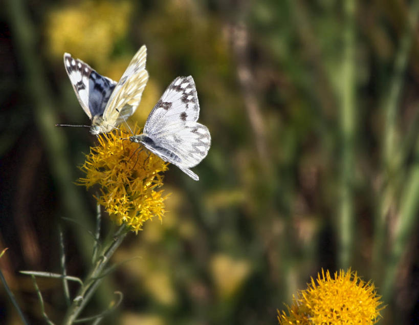 横图,美国,弯腰,摄影,俄勒冈州