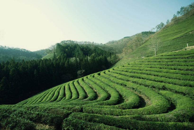 无人,横图,俯视,室外,白天,美景,韩国,一排,阴影,整齐,景观,绿茶,草,树,排列,自然,景色,摄影,队列,清新,自然风光,种植园,万里无云,全罗南道,高角度拍摄