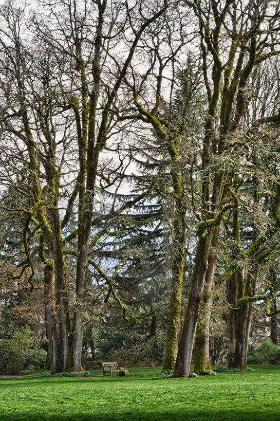 竖图,美国,摄影,俄勒冈州,波特兰