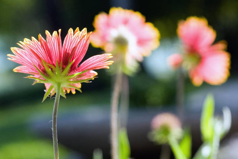 横图,美国,摄影