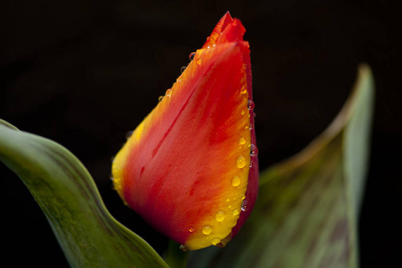 横图,美国,摄影,马里兰