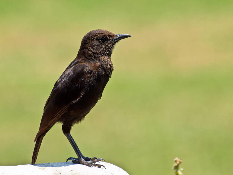 横图,坦桑尼亚,摄影