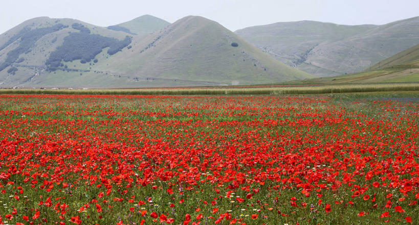无人,横图,室外,白天,山,山脉,意大利,花朵,红色,自然,摄影,生长,脆弱,清新,佩鲁贾,彩图
