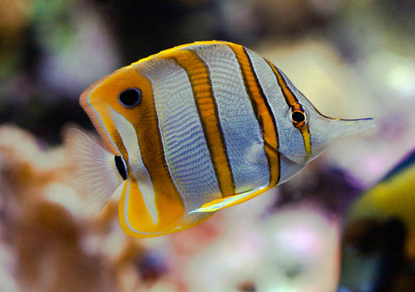 横图,美国,摄影,芝加哥市