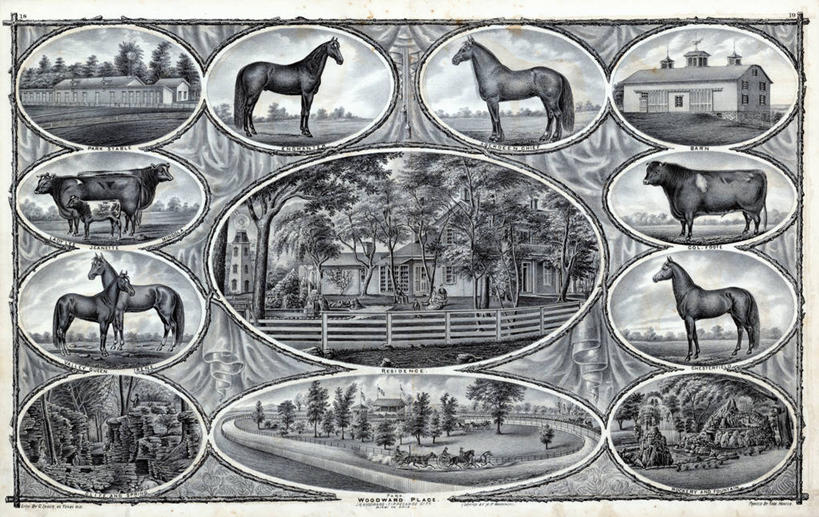 横图,插画,数码,科技,阴影,网络,高光,几何,计算机图形,合成,图画,历史,画,古董,电脑合成图,数码合成图,合成图,漫画,俄亥俄州,写实,具体,具象,母牛,克拉克县,绵羊,彩图,家牛