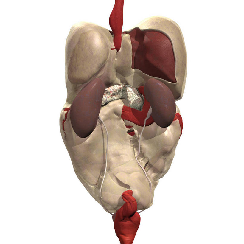 无人,方图,插画,白色背景,数码,科技,阴影,网络,高光,几何,计算机图形,合成,图画,画,电脑合成图,数码合成图,合成图,漫画,写实,具体,具象,肠系膜,人体结构,腹膜,彩图