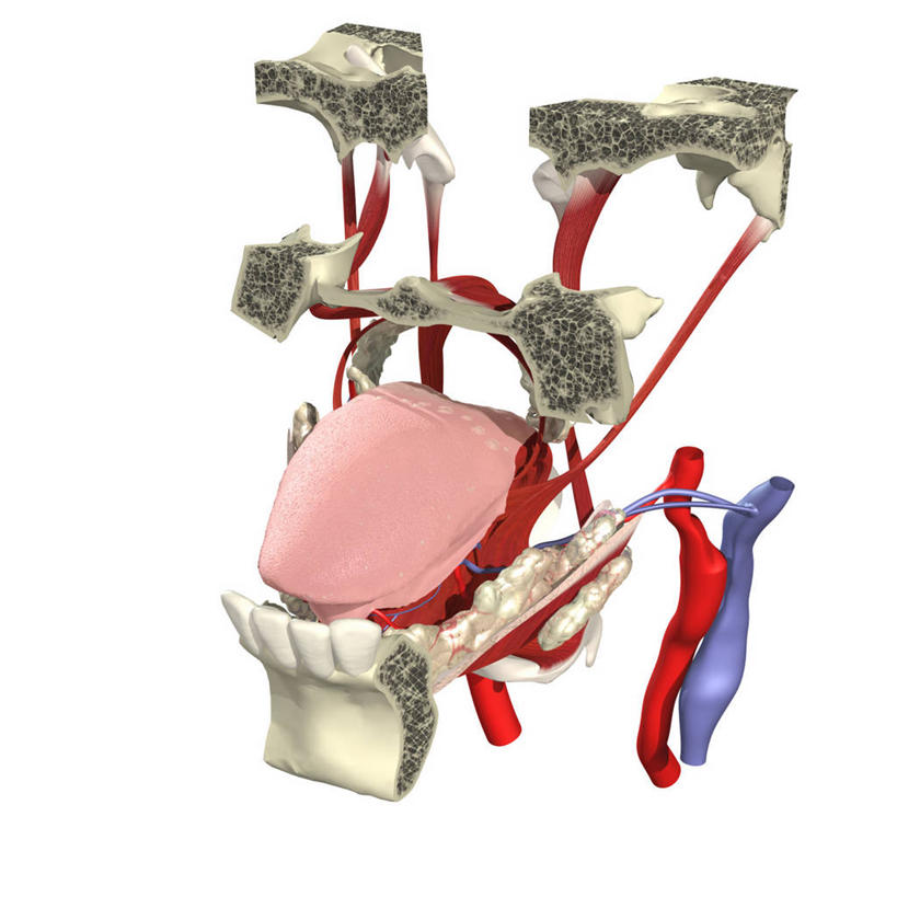 血管,无人,方图,插画,白色背景,数码,科技,阴影,网络,高光,几何,计算机图形,合成,图画,饮食,画,电脑合成图,数码合成图,心血管系统,解剖,合成图,漫画,写实,具体,具象,唾液腺,人体结构,扁桃体,舌头,彩图,尝