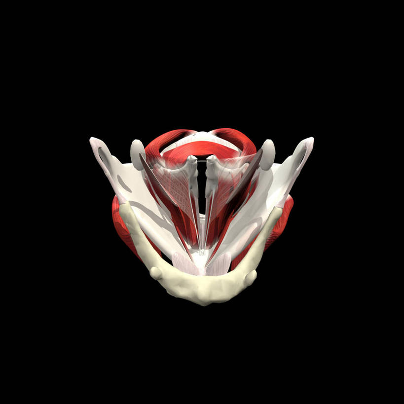 喉咙,无人,方图,插画,数码,科技,阴影,黑色背景,网络,高光,几何,计算机图形,合成,图画,画,电脑合成图,数码合成图,合成图,漫画,写实,具体,具象,喉,甲状腺,舌骨,人体结构,彩图