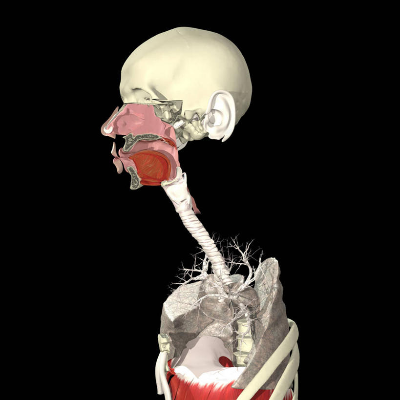 内脏,肺,气管,动脉,静脉,无人,方图,插画,数码,科技,阴影,黑色背景,科学,网络,医学,高光,几何,计算机图形,合成,图画,画,人体,电脑合成图,数码合成图,生物学,人体器官,呼吸机,器官,合成图,吸气,漫画,写实,具体,具象,喉,支气管树,呼吸系统,膜片,咽,人体结构,自然科学,博物学,生物科学,肺部,肺脏,彩图