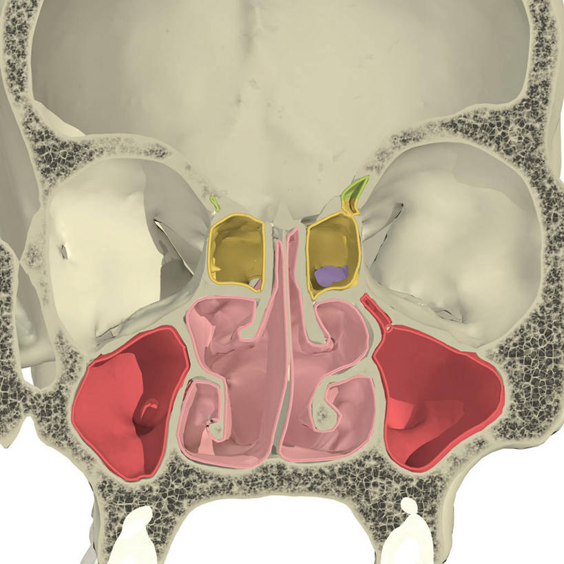 无人,方图,插画,白色背景,正面,数码,科技,阴影,网络,人头骨,高光,几何,计算机图形,合成,图画,画,电脑合成图,数码合成图,感冒,合成图,漫画,写实,具体,具象,鼻窦,人体结构,彩图