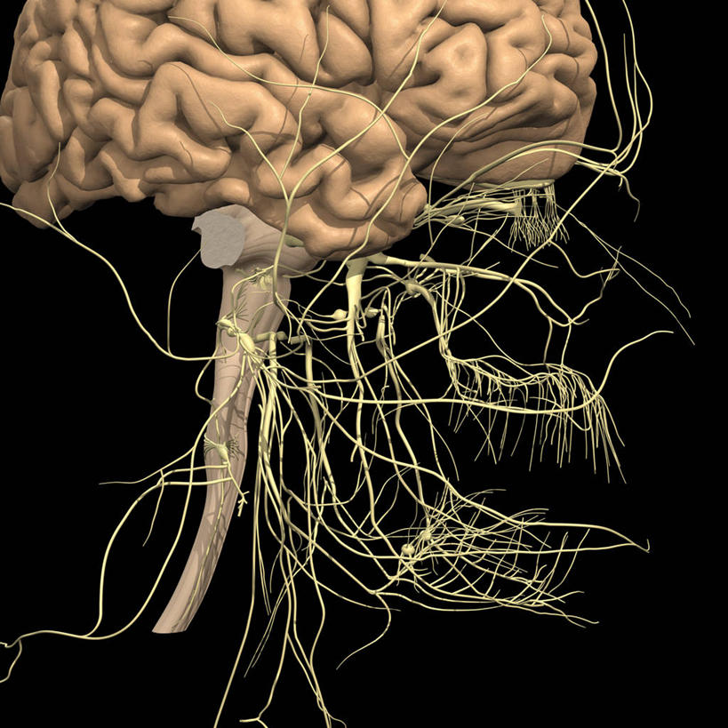 无人,方图,插画,数码,科技,阴影,黑色背景,网络,高光,几何,计算机图形,合成,图画,画,电脑合成图,数码合成图,视力,合成图,漫画,写实,具体,具象,脑桥,外展神经,延髓,中脑,脑下垂体腺,人体结构,彩图,下丘脑