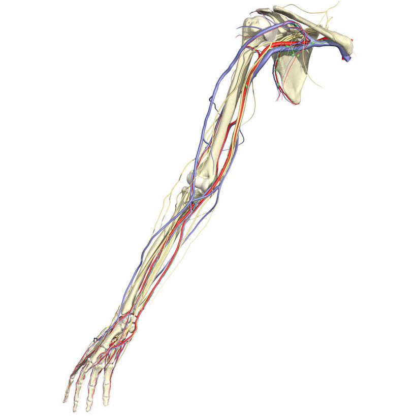 手,动脉,关节,血管,肘,无人,方图,插画,白色背景,运动模糊,数码,科技,阴影,网络,高光,几何,计算机图形,合成,图画,画,电脑合成图,数码合成图,心血管系统,合成图,漫画,写实,具体,具象,淋巴管,人体结构,前臂,手臂,彩图,神经系统