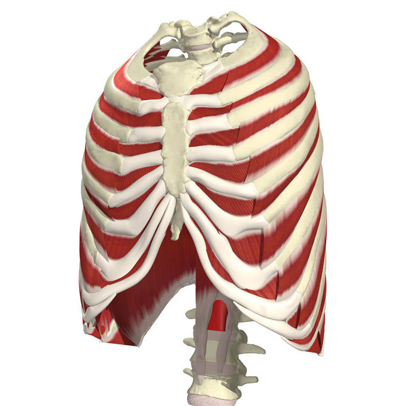 肌肉,健壮,无人,方图,插画,白色背景,数码,科技,阴影,网络,高光,几何,计算机图形,合成,图画,画,健康,躯干,活力,力量,青春,电脑合成图,数码合成图,胸腔,呼吸机,强壮,合成图,吸气,漫画,写实,具体,具象,呼吸系统,人体结构,胸部,彩图