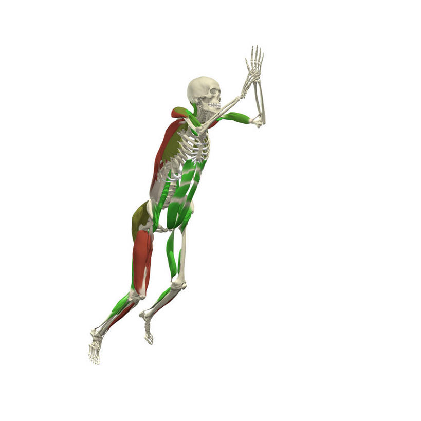 肌肉,健壮,无人,站,方图,插画,白色背景,数码,科技,跳远,阴影,网络,高光,几何,计算机图形,合成,图画,画,健康,活力,力量,活动,青春,电脑合成图,数码合成图,强壮,合成图,漫画,肱二头肌,写实,具体,具象,三角肌,四头肌,腹直肌,人体结构,彩图