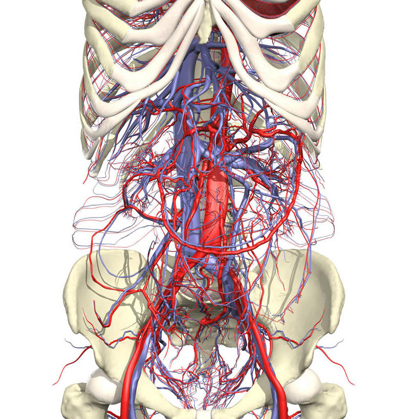 骨盆,血管,无人,方图,插画,白色背景,数码,科技,阴影,网络,高光,几何,计算机图形,合成,图画,画,电脑合成图,数码合成图,心血管系统,合成图,漫画,写实,具体,具象,腹主动脉,下腔静脉,肠系膜,人体结构,彩图