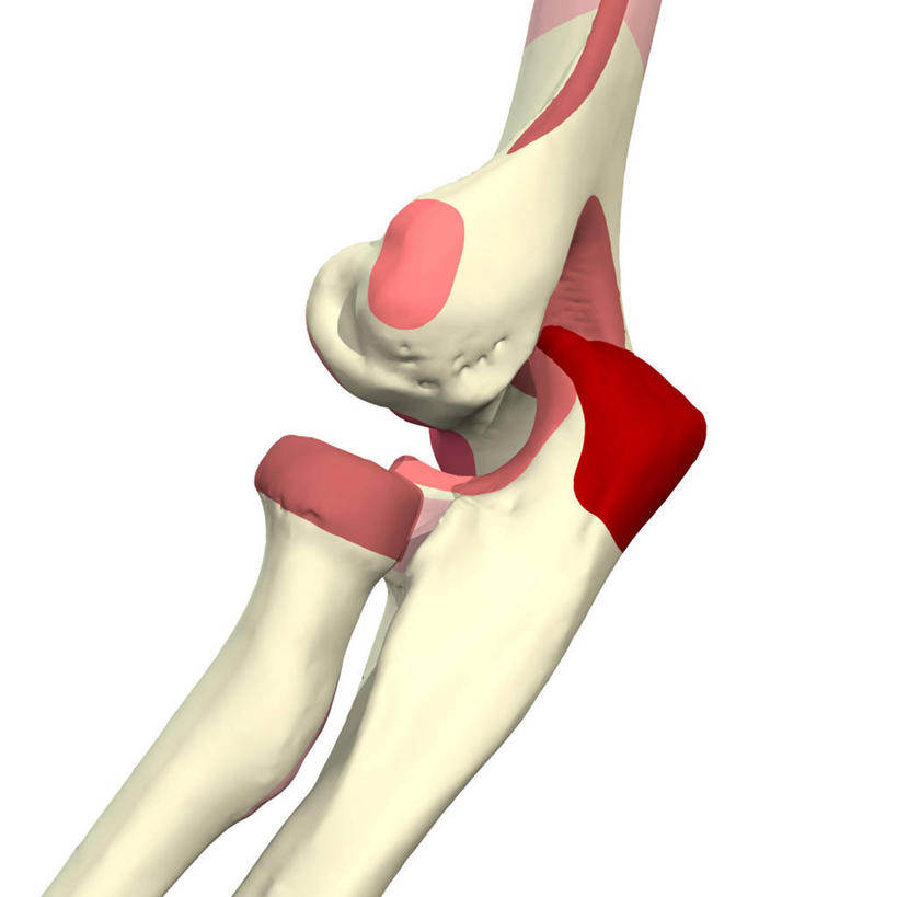 关节,肘,无人,方图,插画,白色背景,数码,科技,阴影,网络,高光,几何,计算机图形,合成,图画,画,电脑合成图,数码合成图,合成图,漫画,写实,具体,具象,尺骨,肱骨,桡骨,人体结构,彩图