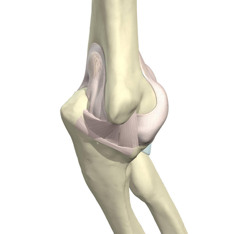 肘,无人,方图,插画,白色背景,数码,科技,阴影,网络,高光,几何,计算机图形,合成,图画,画,电脑合成图,数码合成图,合成图,漫画,写实,具体,具象,环状韧带,内侧副韧带,人体结构,彩图