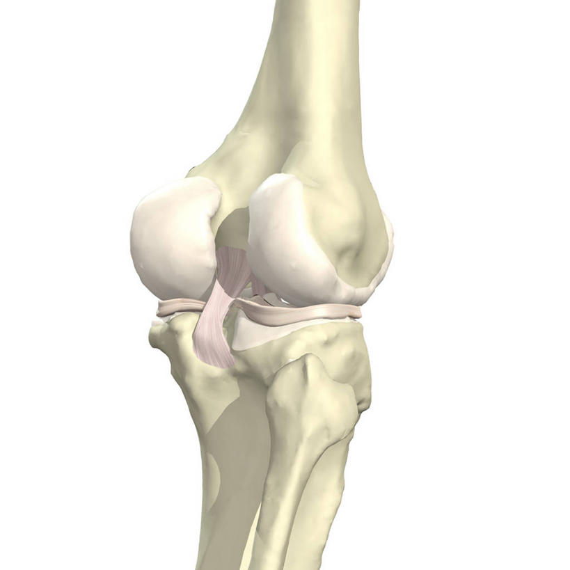 无人,方图,插画,白色背景,数码,科技,阴影,网络,液体,高光,几何,计算机图形,合成,图画,画,电脑合成图,数码合成图,合成图,韧带,漫画,写实,具体,具象,内侧副韧带,人体结构,彩图