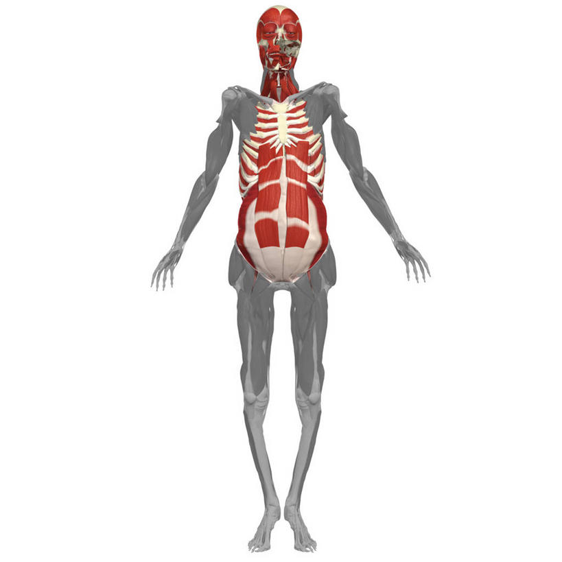 肌肉,健壮,无人,方图,插画,白色背景,正面,数码,科技,阴影,网络,高光,几何,计算机图形,合成,图画,画,健康,活力,力量,青春,电脑合成图,数码合成图,强壮,合成图,漫画,写实,具体,具象,腹直肌,人体结构,彩图,全画面,全框架,全帧,全画幅