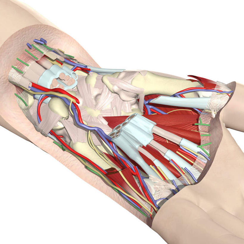 手腕,关节,无人,方图,插画,白色背景,数码,科技,阴影,网络,高光,几何,计算机图形,合成,图画,画,电脑合成图,数码合成图,解剖,合成图,漫画,写实,具体,具象,桡神经,正中神经,人体结构,彩图