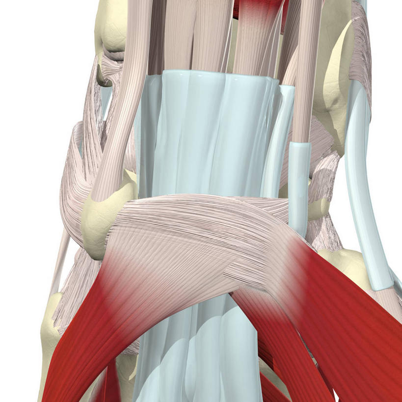 手腕,关节,无人,方图,插画,白色背景,数码,科技,阴影,网络,高光,几何,计算机图形,合成,图画,画,电脑合成图,数码合成图,合成图,漫画,写实,具体,具象,桡神经,正中神经,人体结构,彩图