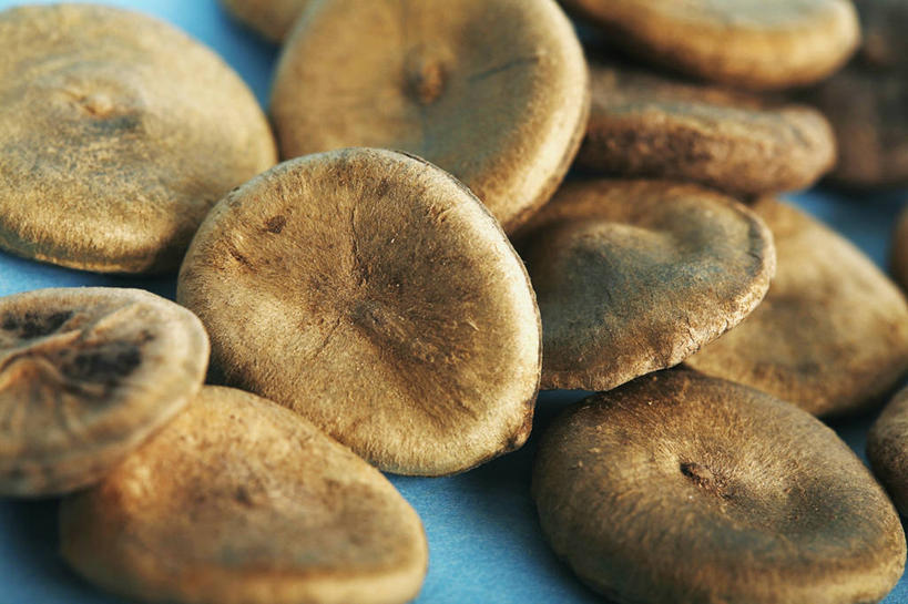 无人,横图,俯视,特写,苏丹,许多,蓝色背景,草药,很多,干花,摄影,部分,有毒物质,彩图,高角度拍摄,影棚拍摄,士的宁