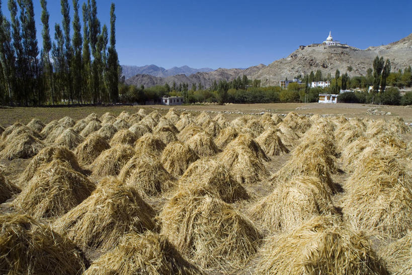 无人,横图,室外,白天,农业,农作物,山,印度,亚洲,地形,田地,高处,独立,摄影,收获,南亚,喜马拉雅山脉,印度共和国,克什米尔,查谟.克什米尔,查谟.克什米尔邦,彩图,喀什米尔,传统文化,克什米尔地区