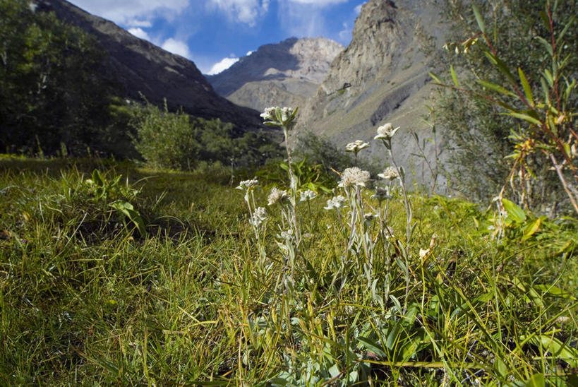 无人,横图,室外,白天,草地,山,印度,亚洲,高处,野花,花,自然,摄影,南亚,喜马拉雅山脉,印度共和国,火绒草,克什米尔,查谟.克什米尔,查谟.克什米尔邦,彩图,喀什米尔,克什米尔地区
