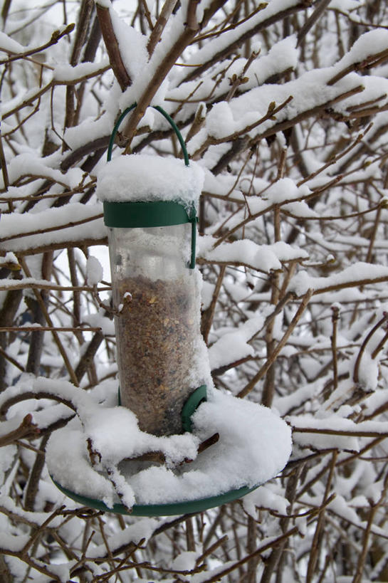 无人,竖图,室外,特写,白天,雪,野生动物,庭院,冬天,枝,树,自然,摄影,喂鸟器,想法,彩图