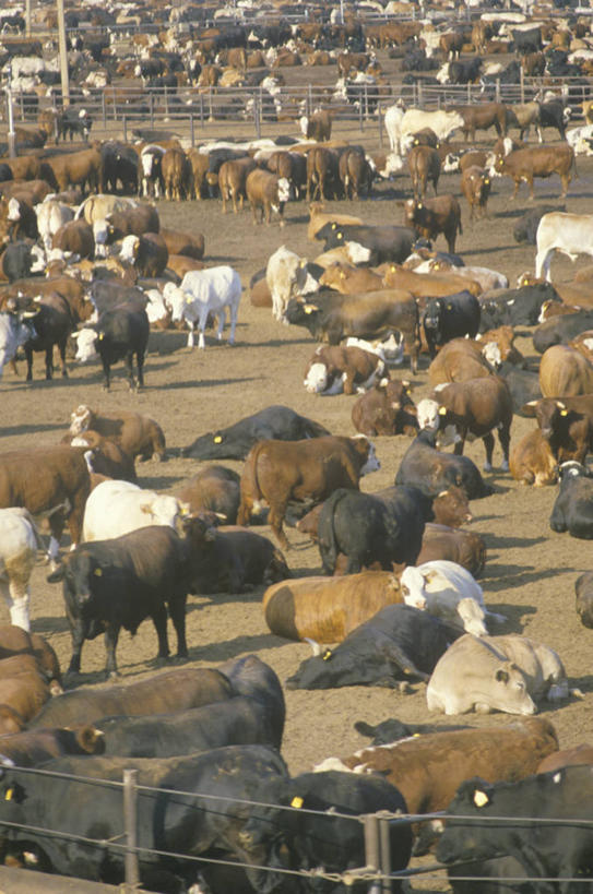 无人,农场,竖图,俯视,室外,白天,畜牧业,农业,牧场,牛,美国,一群,许多,很多,摄影,牲畜,畜牧,牧业,母牛,彩图,高角度拍摄