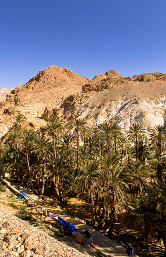 无人,竖图,俯视,室外,白天,沙漠,山,棕榈树,突尼斯,地形,风景,摄影,绿洲,彩图,高角度拍摄,旅行