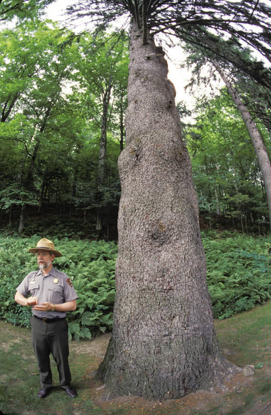 成年人,一个人,站,竖图,室外,白天,正面,制服,美国,仅一个男性,树,摄影,生长,北美,北美洲,美洲,佛蒙特州,佛蒙特,绿岭之州,北亚美利加洲,亚美利加洲,彩图,美利坚合众国,护林员