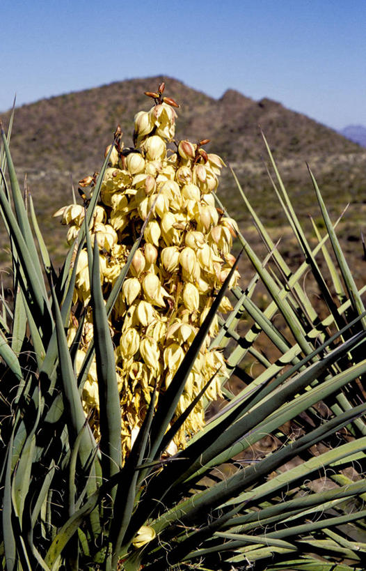 无人,公园,竖图,室外,特写,白天,旅游,度假,美景,山,叶子,美国,景观,娱乐,花,花朵,风景,自然,地标建筑,享受,休闲,景色,放松,摄影,生长,部分,北美,北美洲,国家公园,自然风光,德克萨斯州,美洲,德克萨斯,万里无云,得州,德州,得克萨斯州,孤星之州,北亚美利加洲,亚美利加洲,大弯国家公园,大本德国家公园,彩图,美利坚合众国