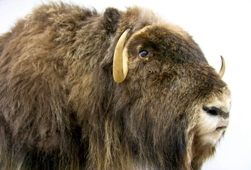 无人,横图,室外,特写,白天,仰视,北极,野生动物,加拿大,摄影,头像,部分,北美,北美洲,美洲,北亚美利加洲,亚美利加洲,麝牛,努纳武特,努纳武特领地,彩图,低角度拍摄,努那福特