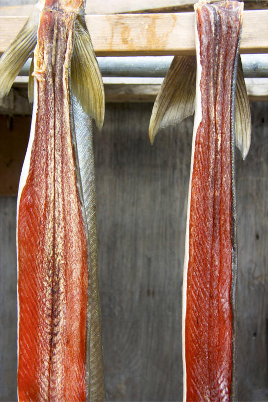 无人,竖图,室外,特写,白天,北极,加拿大,吊挂,悬挂,准备,木制,挂,鱼类,摄影,部分,北美,北美洲,美洲,北亚美利加洲,亚美利加洲,努纳武特,努纳武特领地,因纽特人,烘干,海产,彩图,传统文化,西北航道,努那福特