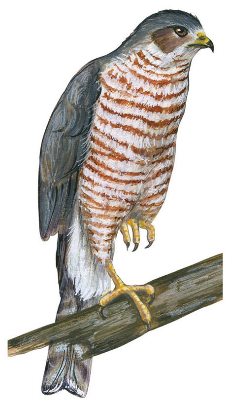 无人,竖图,插画,特写,白色背景,数码,科技,野生动物,羽毛,阴影,条纹,网络,鸟类,尾巴,枝,高光,几何,计算机图形,合成,图画,画,栖息,电脑合成图,数码合成图,合成图,漫画,喙,写实,具体,具象,鹰爪,彩图,尖颊鹰,动物学