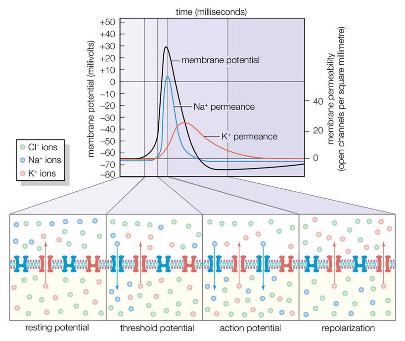 无人,横图,白色背景,科学,化学,数字,图表,红色,蓝色,英文字母,物理学,彩图