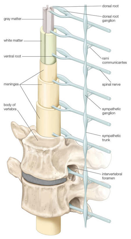 骨骼,脊椎,无人,竖图,全景,插画,白色背景,数码,科技,阴影,网络,高光,几何,计算机图形,联系,合成,图画,画,英文字母,电脑合成图,数码合成图,合成图,漫画,写实,具体,具象,人体结构,彩图