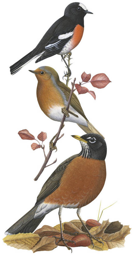 无人,竖图,插画,白色背景,数码,科技,野生动物,叶子,三只,阴影,网络,鸟类,知更鸟,枝,高光,几何,计算机图形,合成,图画,画,自然,多样,电脑合成图,数码合成图,合成图,反差,漫画,写实,具体,具象,彩图,美洲知更鸟