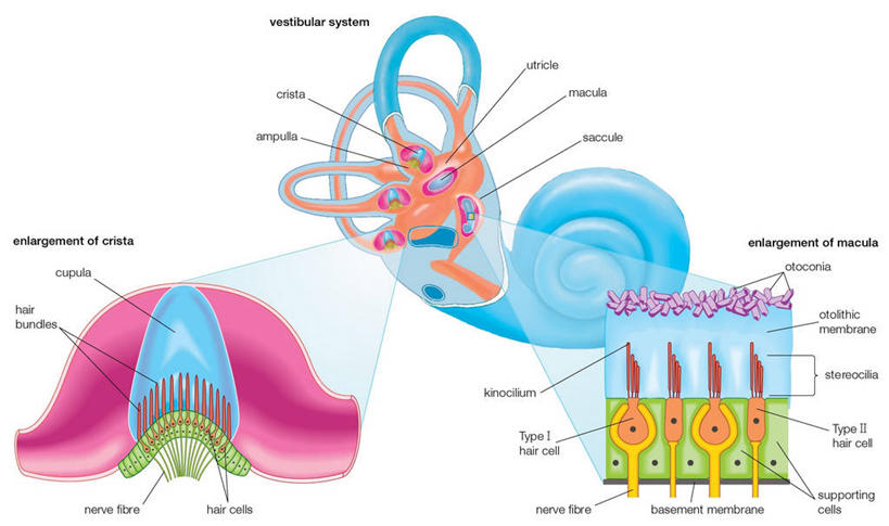 耳朵,无人,横图,插画,特写,白色背景,数码,科技,阴影,科学,网络,文字,膜,高光,几何,计算机图形,合成,图画,画,人体,部分,电脑合成图,数码合成图,合成图,横截面,漫画,写实,具体,具象,内耳,耳,耳部,彩图,感知