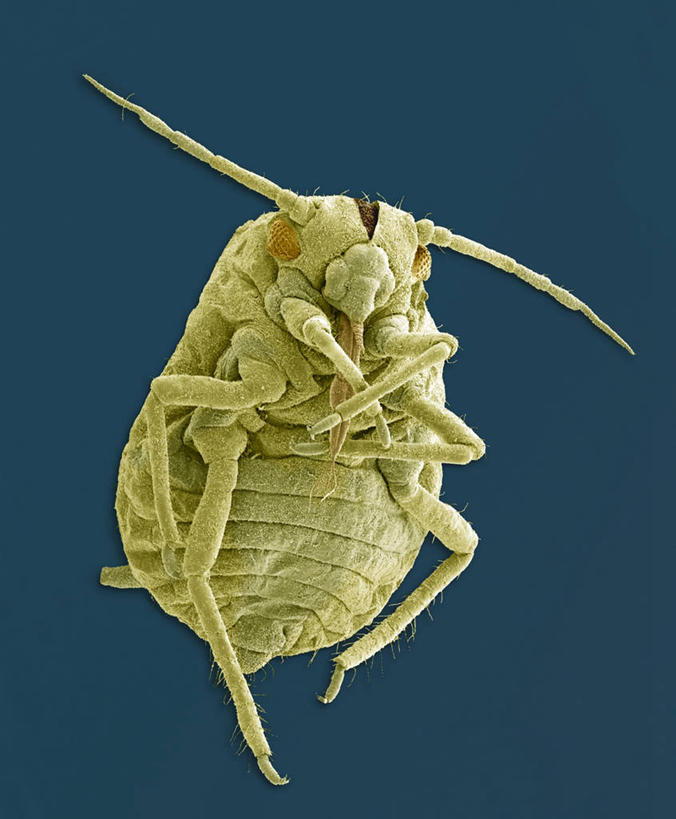 无人,竖图,俯视,室内,特写,白天,仪器,蓝色背景,检查,反射,分析,科学,昆虫,显微镜,一只,绿色,动物,观察,清晰,探索,放大,观看,仔细,透镜,凸透镜,聚焦,关注,蚜虫,光学,害虫,清楚,腻虫,蜜虫,显微图片,彩图,高角度拍摄,全身,扫描电镜,扫描电子显微镜