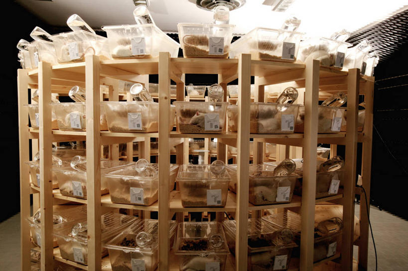 无人,横图,室内,白天,正面,桌面,桌子,野生动物,老鼠,一群,许多,电力,细菌,实验室,研究室,电能,很多,动物,能源,存储,资源,储存,工作台,蓄电池,病菌,试验室,传染,四害,干电池,蓄电,鼷鼠,小家鼠,小白鼠,耗子,半身,彩图,实验台,实验桌,电池