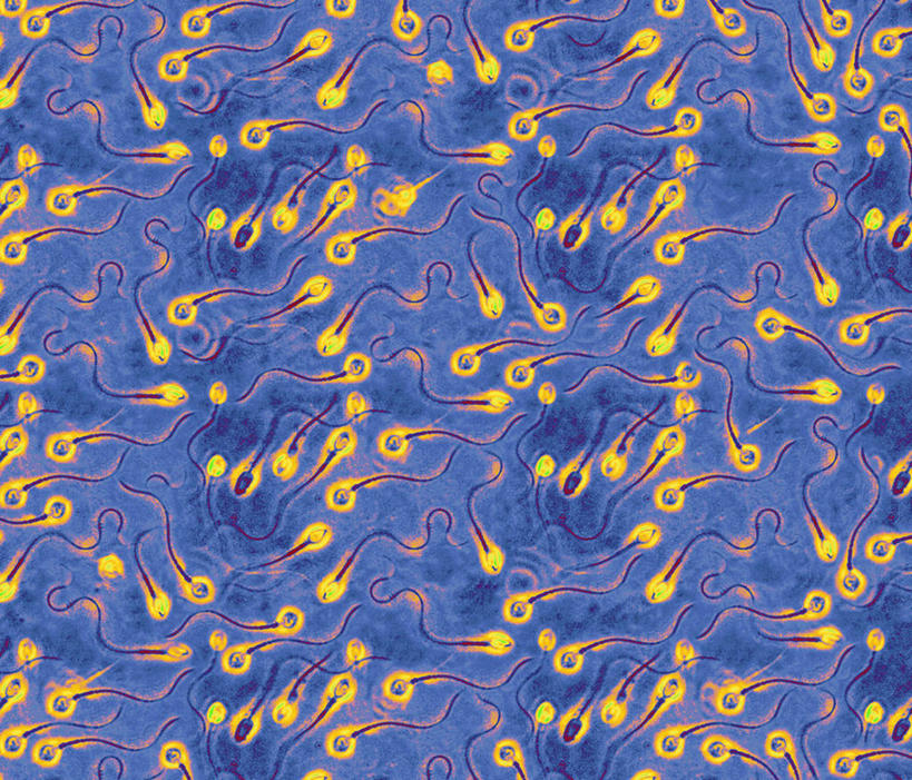 无人,横图,插画,室内,白天,正面,数码,科技,阴影,网络,纹路,纹理,高光,几何,计算机图形,合成,图画,画,精子,电脑合成图,数码合成图,合成图,漫画,肌理,写实,具体,具象,生殖细胞,单倍体生殖细胞,雄配子,雄性生殖细胞,雄性细胞,彩图